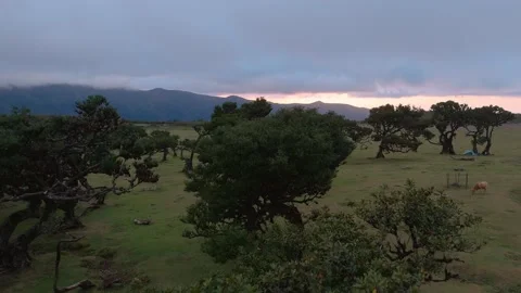Twisted Fanal forest trees stand in mist over a green meadow, Madeira Portugal Stock Footage 322979986