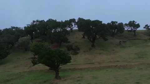 Twisted Fanal forest trees stand in mist over a green meadow, Madeira Portugal Stock Footage 322983783