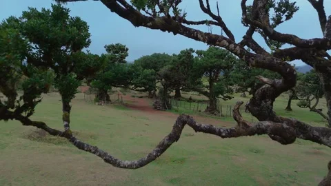 Twisted Fanal forest trees stand in mist over a green meadow, Madeira Portugal Stock Footage 322986739