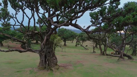 Twisted Fanal forest trees stand in mist over a green meadow, Madeira Portugal Stock Footage 322987071