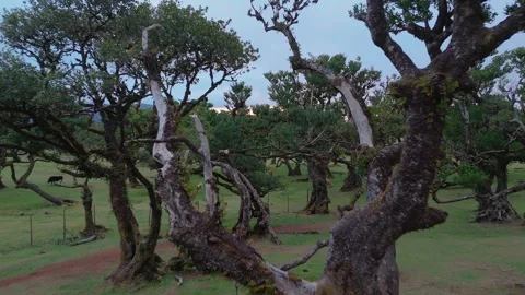 Twisted Fanal forest trees stand in mist over a green meadow, Madeira Portugal Stock Footage 322992270