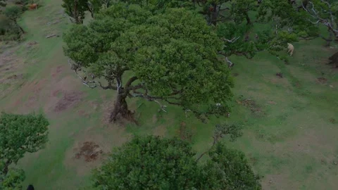 Twisted Fanal forest trees stand in mist over a green meadow, Madeira Portugal Stock Footage 322992685