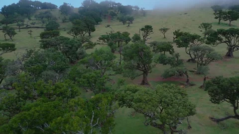 Twisted Fanal forest trees stand in mist over a green meadow, Madeira Portugal Stock Footage 322995620