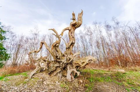 Twisted, gnarled ancient tree stump with exposed roots in a forest clearing Stock Photos