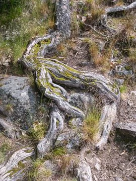 Twisted gnarled tree roots growing over rocks and soil covered in moss Stockfoto's