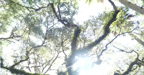 Twisted, gnarly trees in Florida Stock Footage 136061097