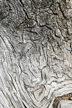 Twisted gray pine wood Stock Photos
