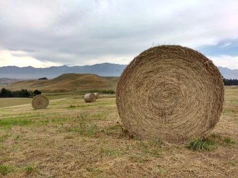 Twisted haystack on agriculture field. Stock Photos