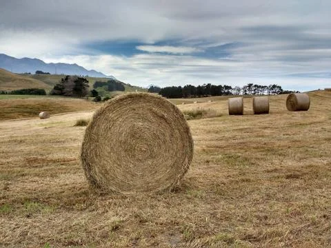 Twisted haystack on agriculture field. Stock Photos