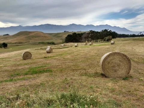 Twisted haystack on agriculture field. Stock Photos