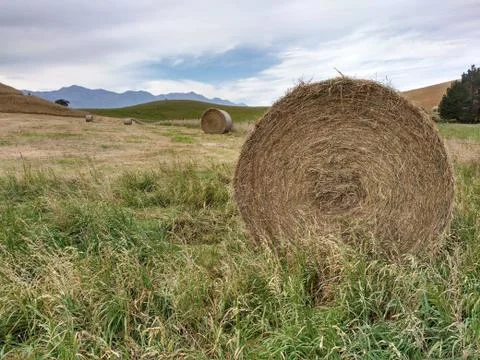 Twisted haystack on agriculture field. Stock Photos