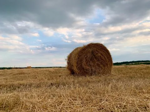 Twisted haystack in the field. Dry hay in the meadow is packed in a roll. Rur Stock Photos