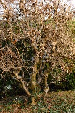 Twisted hazel tree in the middle of winter without foliage with wavy branch.. 库存照片