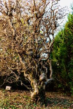 Twisted hazel tree in the middle of winter without foliage with wavy branch.. 스톡 사진
