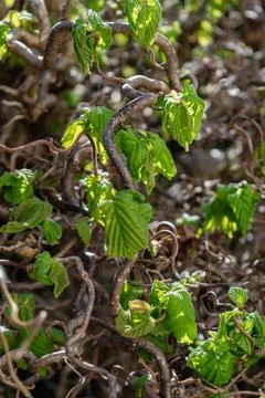 Twisted hazel tree in spring with wavy branches and growing foliage, corylu.. Stockfoto's