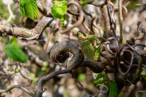 Twisted hazel tree in spring with wavy branches and growing foliage, corylu.. Foto stock