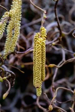 Twisted hazel tree with wavy branches, corylus avellana contorta Stockfoto's