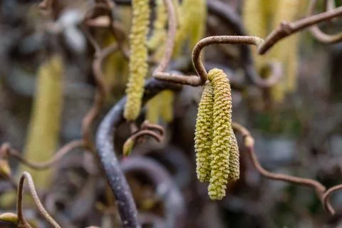 Twisted hazel tree with wavy branches, corylus avellana contorta 写真素材