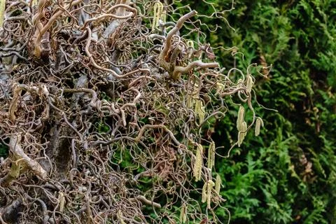 Twisted hazel tree with wavy branches, corylus avellana contorta 스톡 사진