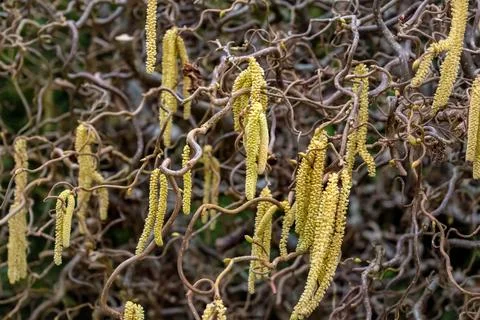 Twisted hazel tree with wavy branches, corylus avellana contorta 库存照片