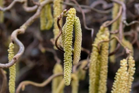 Twisted hazel tree with wavy branches, corylus avellana contorta 写真素材