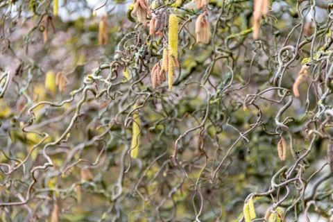 Twisted hazel twigs Stock Photos