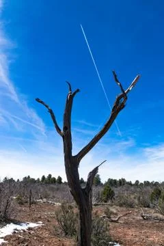 A twisted juniper tree at Hermits Rest on the southern rim of the Grand Canyon. Stock Photos