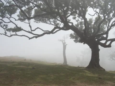 Twisted Laurel Trees Silhouettes in Thick Fog - Atmospheric scene featuring.. Stock Photos