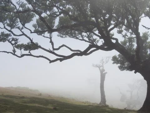 Twisted Laurel Trees Silhouettes in Thick Fog - Atmospheric scene featuring.. Foto stock