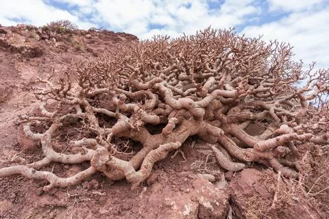 Twisted leafless succulent shrub with thick gnarled branches growing on red v Stock-Fotos