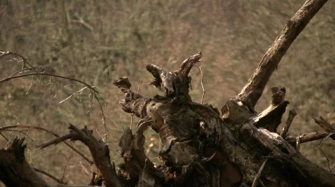 Twisted Log Stock Footage 725566