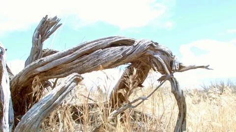Twisted log hot Steens Mountain Oregon 7 Stock Footage 81930280