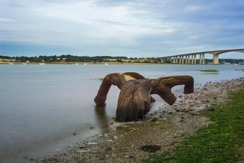 Twisted log Stock Photos