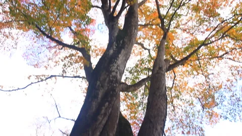 Twisted Maple Leaves and Oyu Yakushi Temple Vídeo Stock 330623264