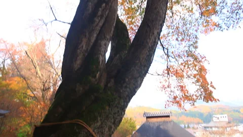 Twisted Maple Leaves and Oyu Yakushi Temple Stock Footage 330623271