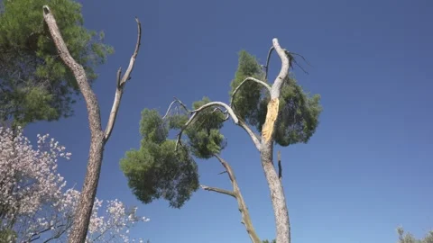 Twisted maritime pine tree and flowering almond branches against a blue sky Vídeo Stock 329920510