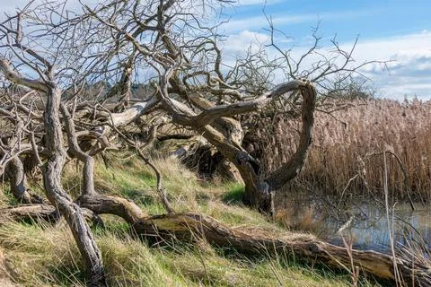 Twisted marsh trees Stock Photos