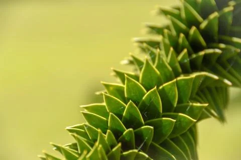 Twisted Monkey puzzle tree branch detail Stock Photos
