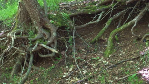 Twisted, moss-covered roots of a Beech. Soil washout and eroded Stock Footage 246050925