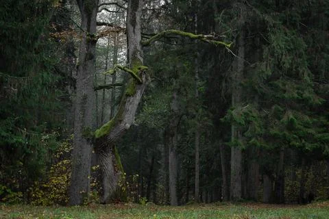 Twisted Mossy Tree Reaching Through Shadowy Forest Stock-Fotos