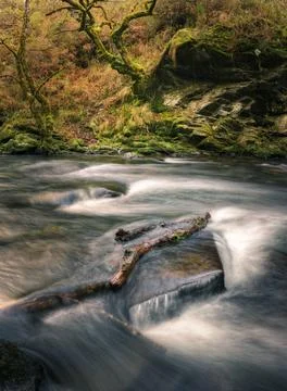 Twisted mossy tree trunks and icy waters in the deep winter valleys Photos