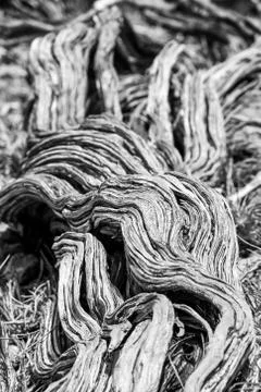 Twisted nearly dead old dry tree stem in black and white at the Yardie Creek  Stock Photos