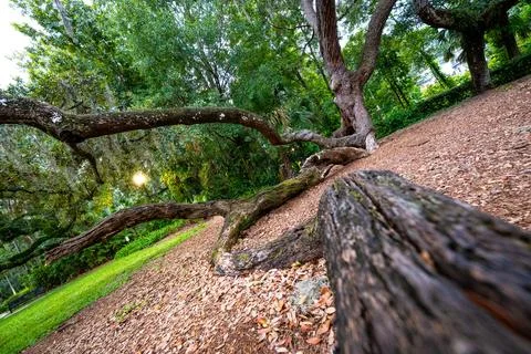 Twisted Oak Tree in Sunlit Park, Florida Stock Photos