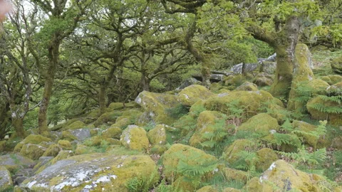 Twisted oak trees on granite boulders in an ancient forest. Stock Footage 276979256