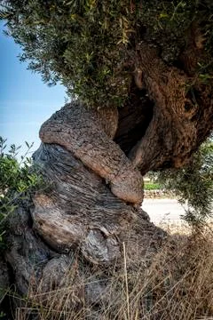 Twisted Olive Tree Stock Photos
