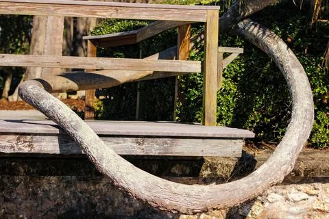 A twisted palm tree wraps itself around a wood viewing platform Foto stock