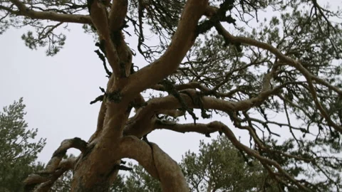 Twisted pine bouquets Stock Footage 149759137
