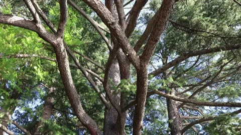 Twisted pine branches stretching skyward textured bark filtered sunlight green n Stock Footage 310055069
