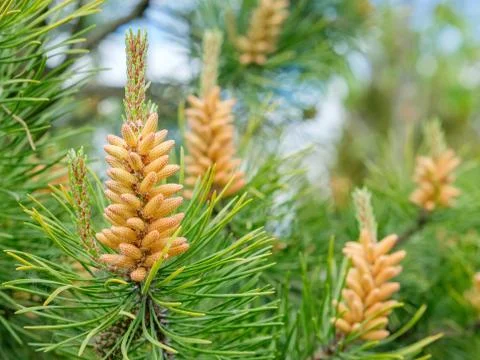 Twisted Pine in spring - Pinus contorta. Is a common tree in western North Am Stock Photos