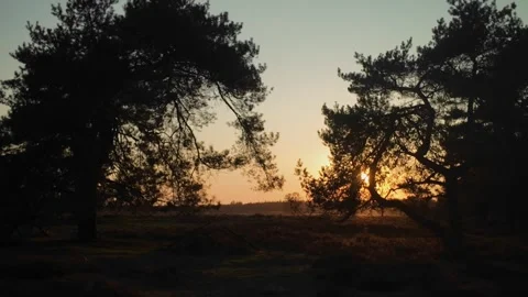 Twisted pine sunset beam at Veluwe natural parc Netherlands Stock Footage 306679392